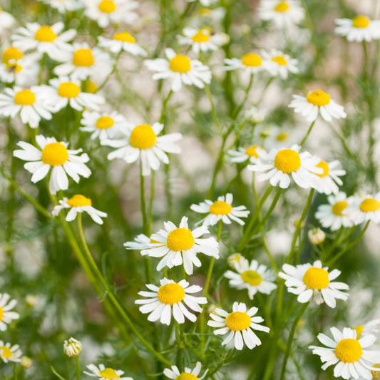 German Chamomile Chamomile Seeds