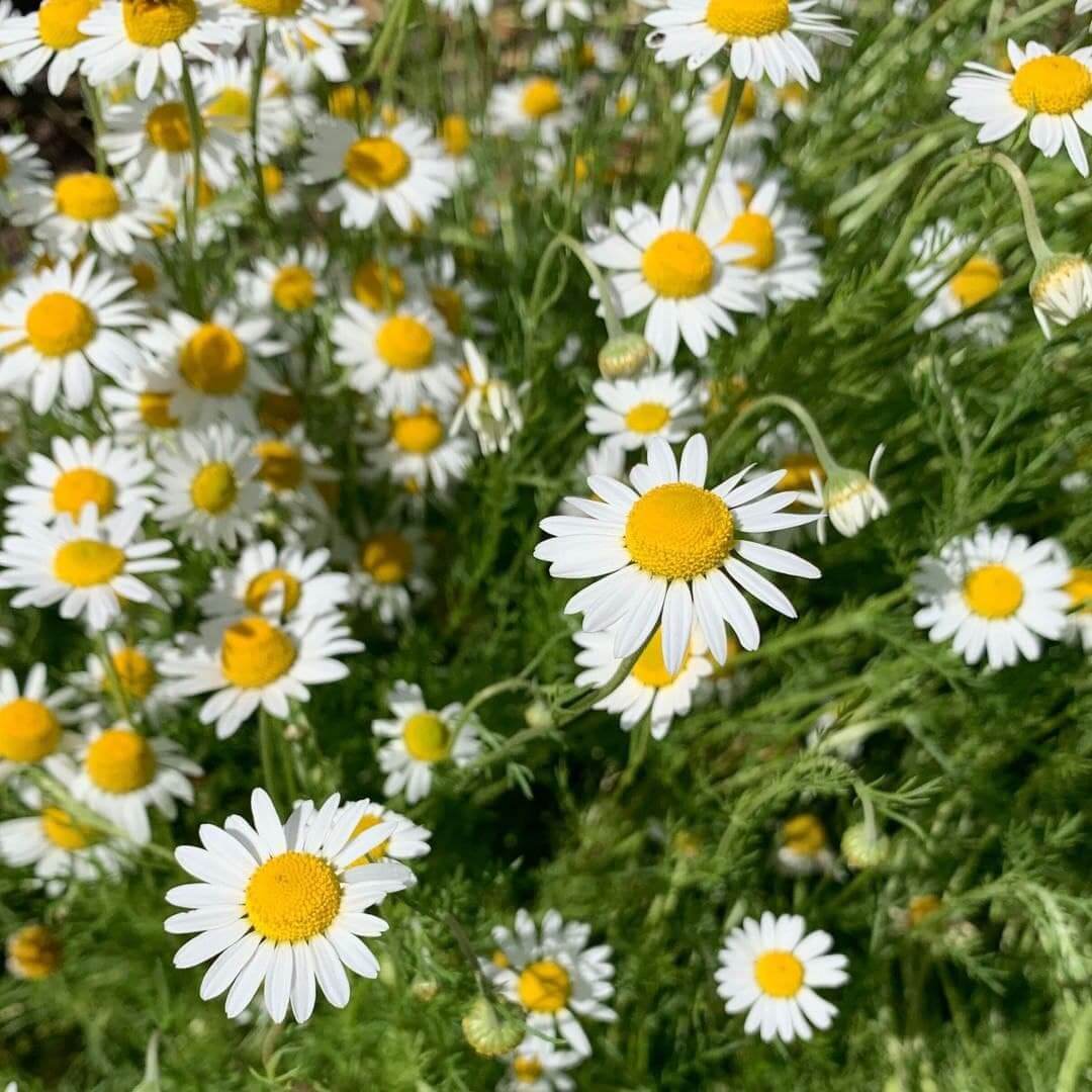 German Chamomile Chamomile Seeds