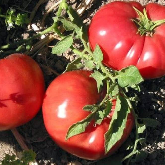 German Johnson Tomato Seeds - Vegetable Plant