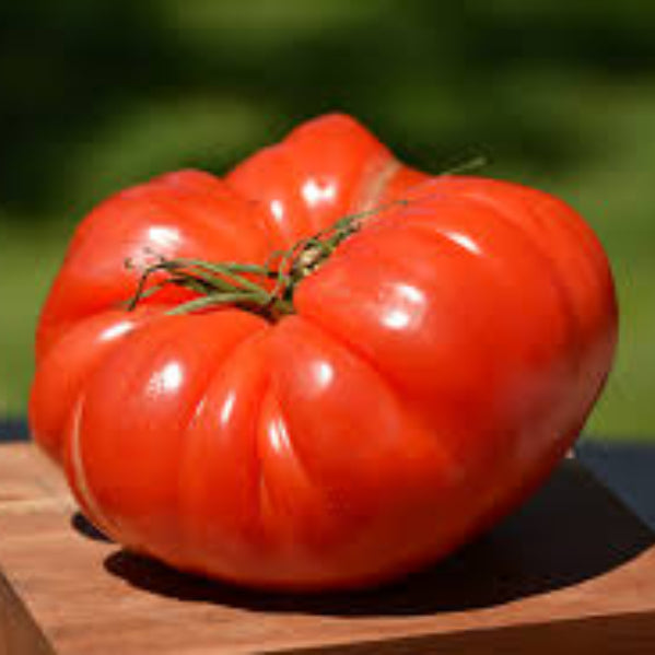 German Johnson Tomato Seeds - Vegetable Plant