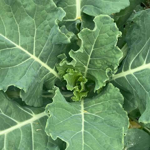 German Kale Seeds 