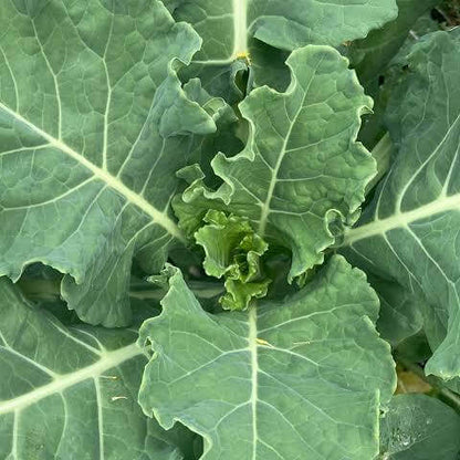 German Kale Seeds 