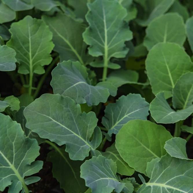 German Kale Seeds 