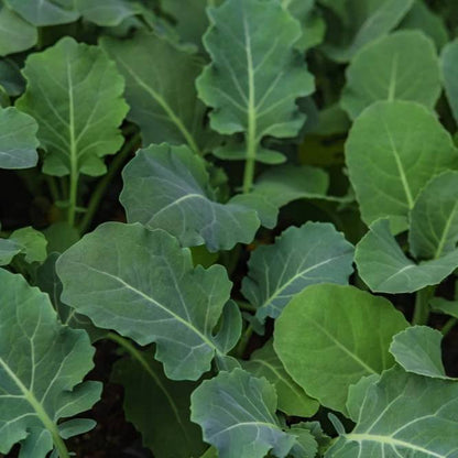 German Kale Seeds 