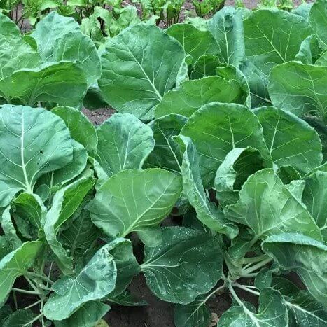 German Kale Seeds 