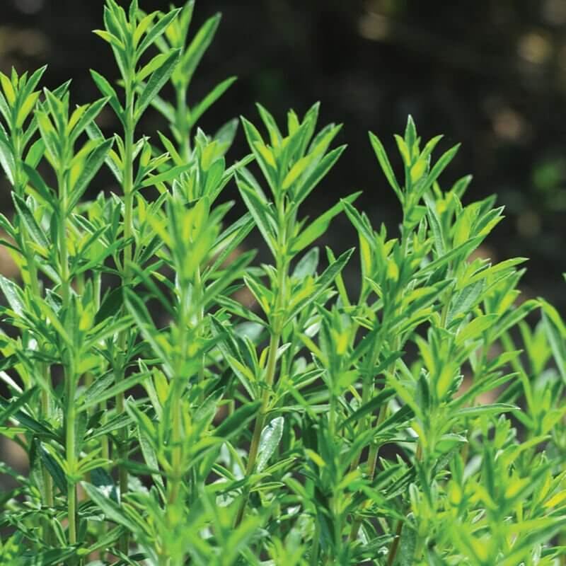 German Winter Savory Seeds