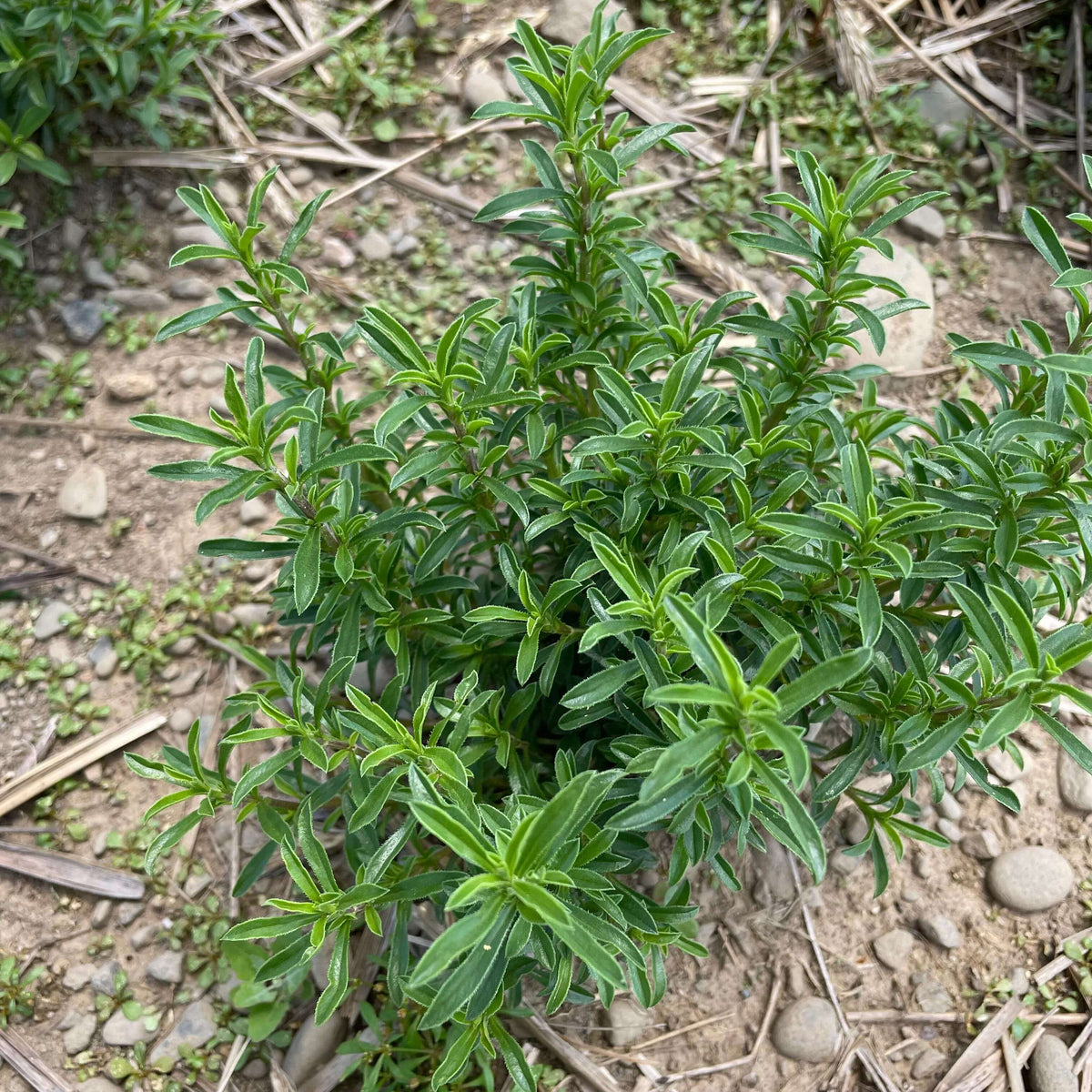 German Winter Savory Seeds
