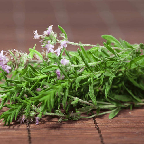 German Winter Savory Seeds