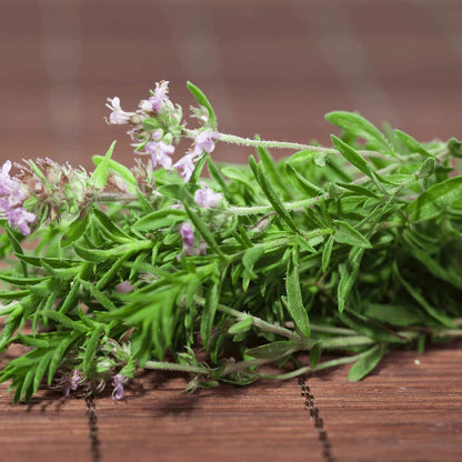 German Winter Savory Seeds