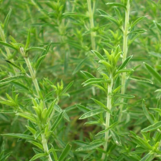 German Winter Savory Seeds