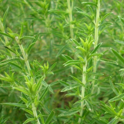 German Winter Savory Seeds