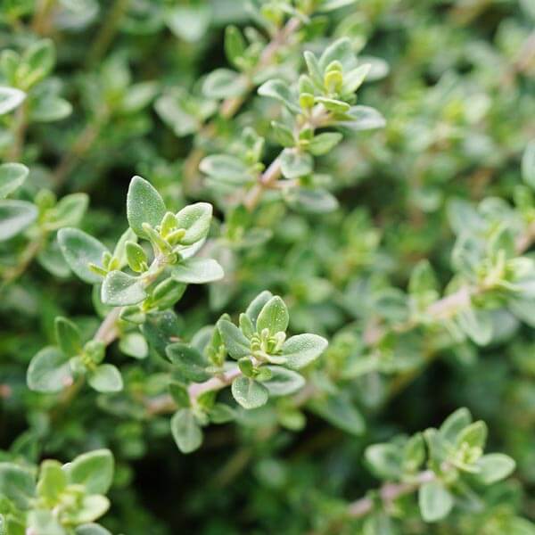 German Winter Thyme Seeds - Herbal Plant