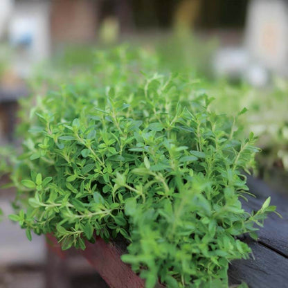 German Winter Thyme Seeds - Herbal Plant