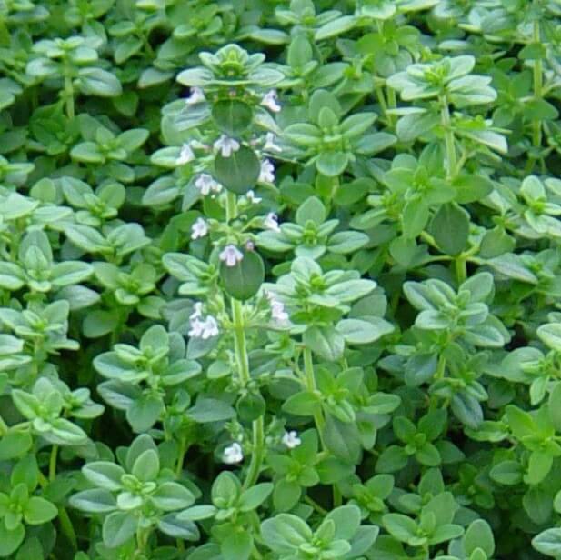 German Winter Thyme Seeds - Herbal Plant