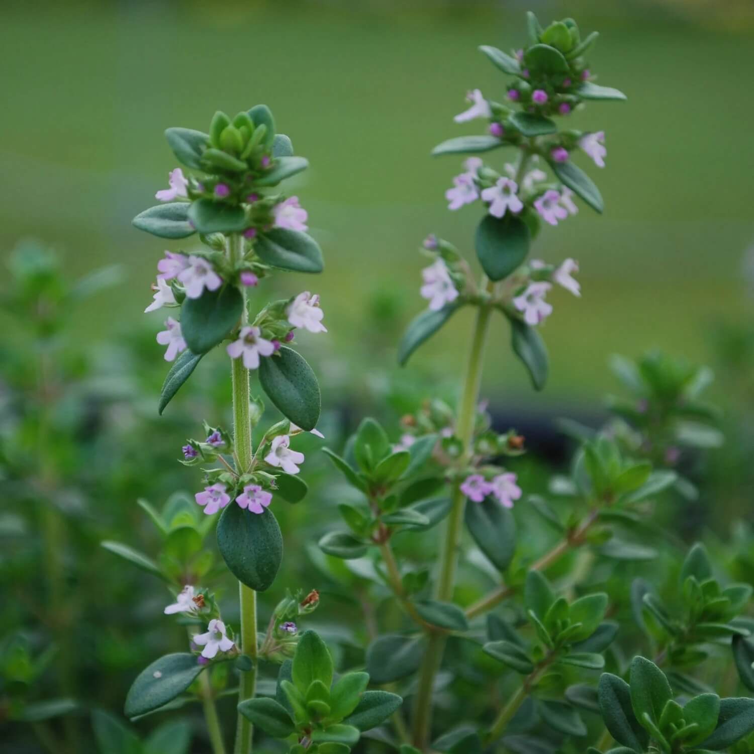 German Winter Thyme Seeds - Herbal Plant