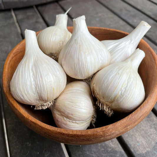 German extra hardy garlic seeds - Vegetable Plant