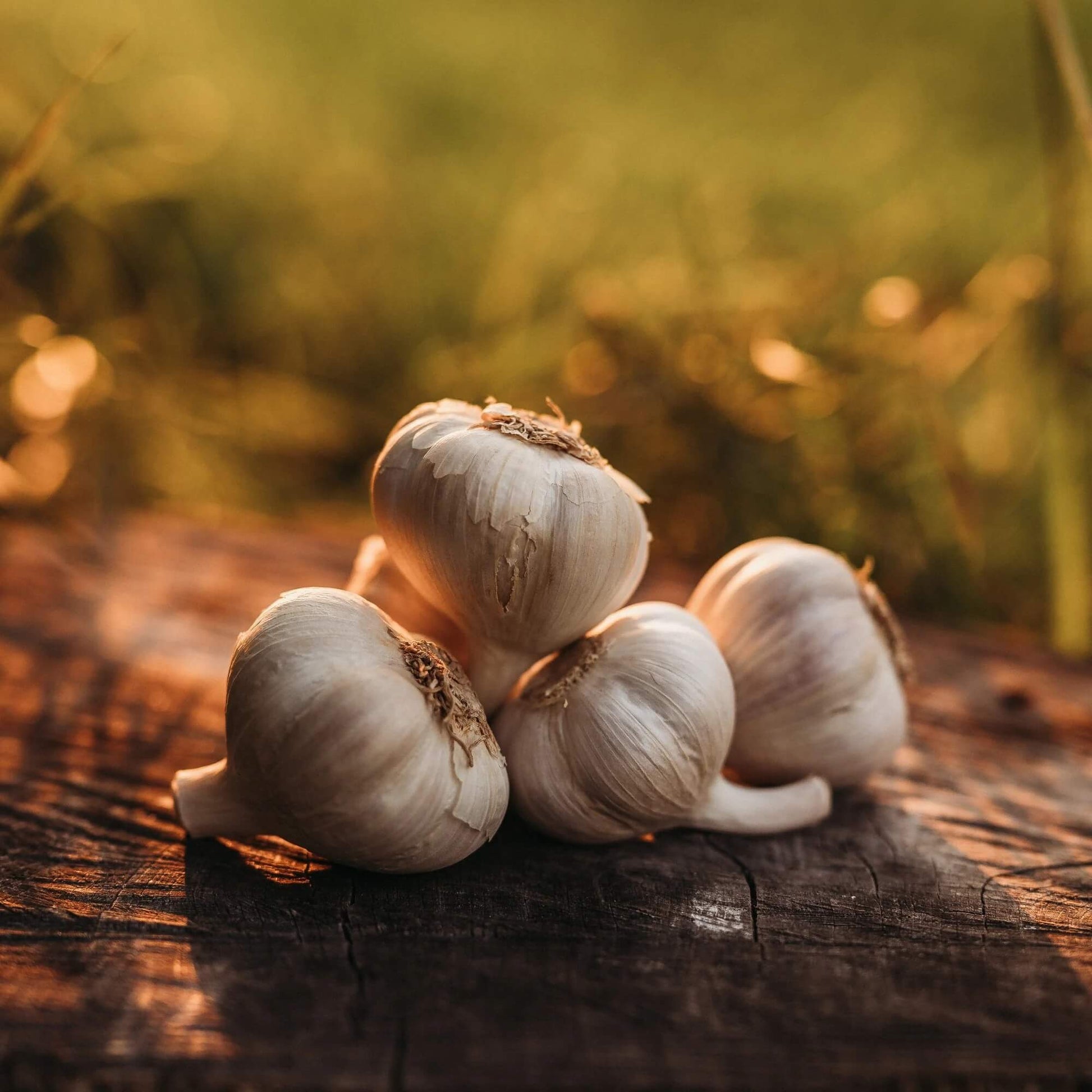 German extra hardy garlic seeds - Vegetable Plant
