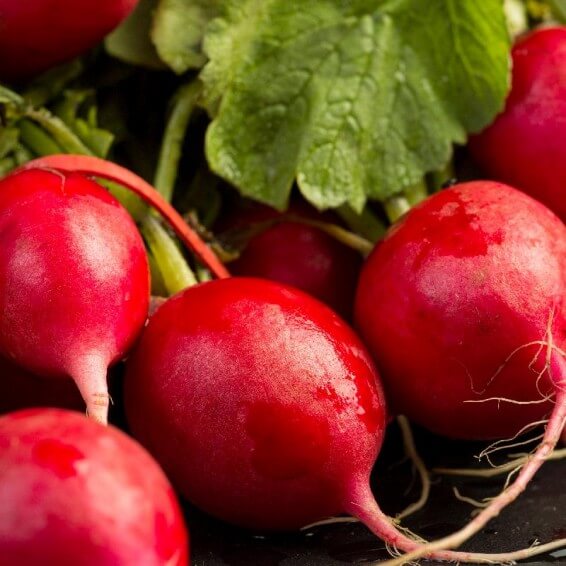 German giant radish seeds - Vegetable Plant