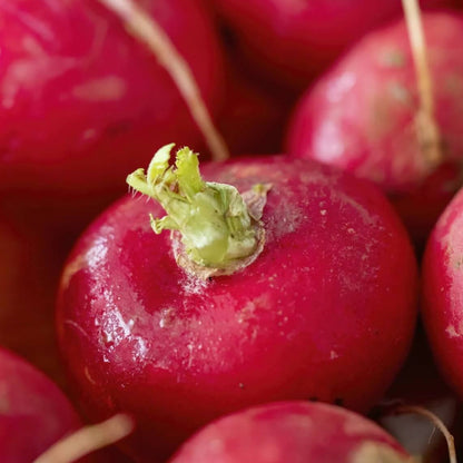 German giant radish seeds - Vegetable Plant