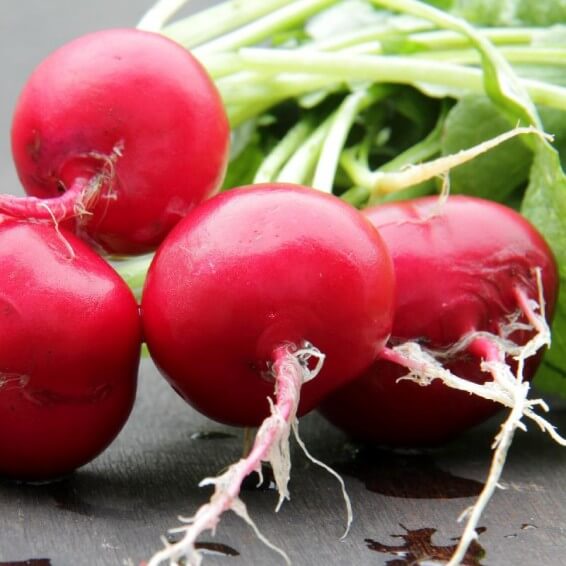 German giant radish seeds - Vegetable Plant