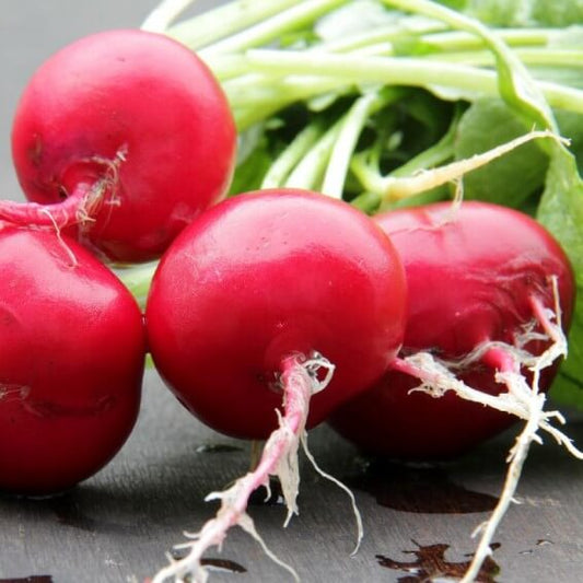 German giant radish seeds - Vegetable Plant