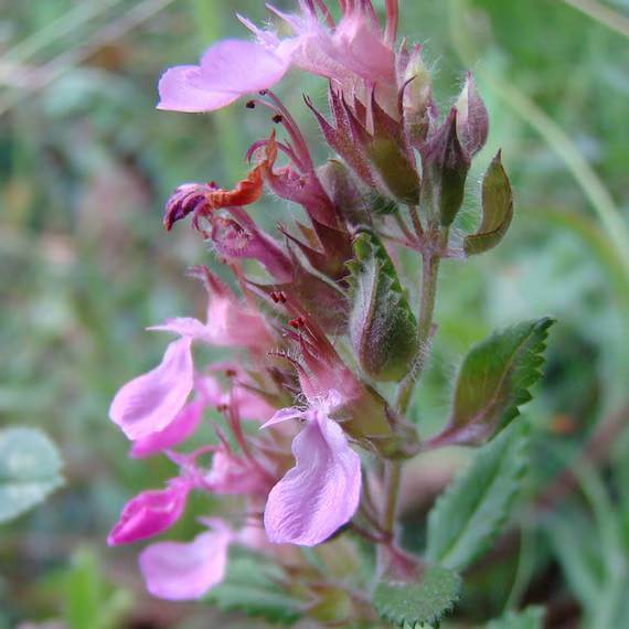 Germander Seeds 