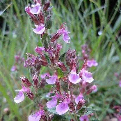 Germander Seeds 