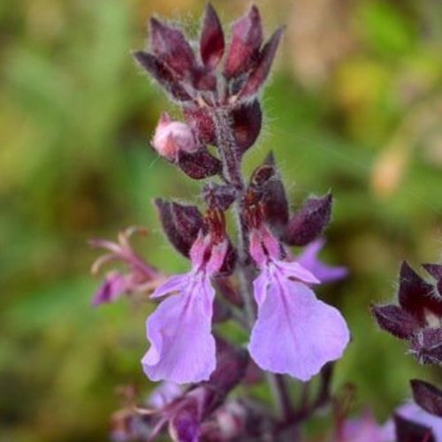 Germander Seeds 