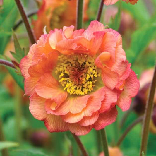 Geum Seeds - Flower Plant for Home Gardens