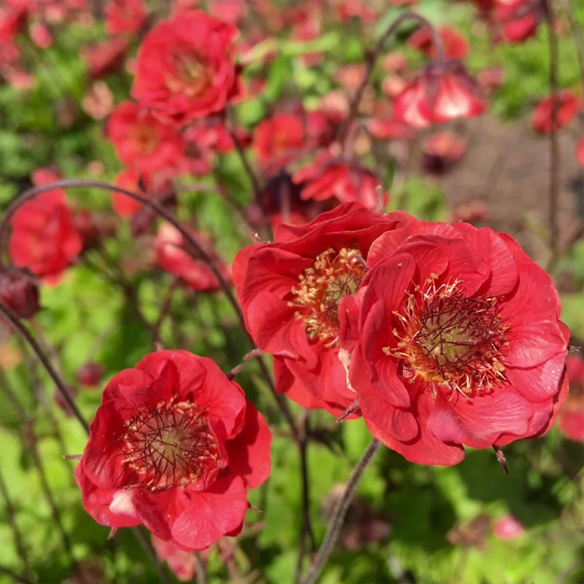 Geum Seeds - Flower Plant for Home Gardens