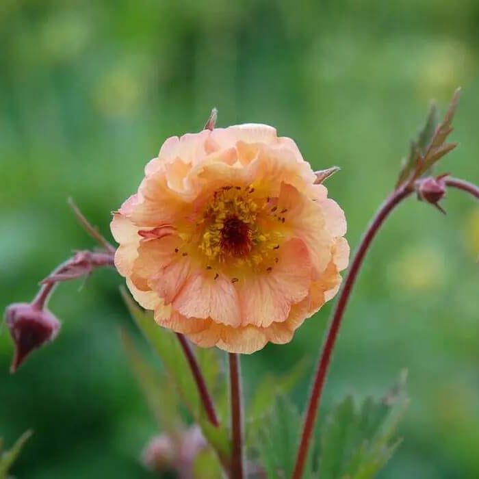 Geum Seeds - Flower Plant for Home Gardens