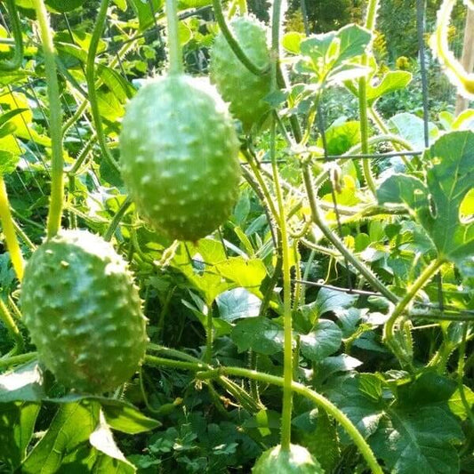 Gherkin West Indian Cucumber Seeds