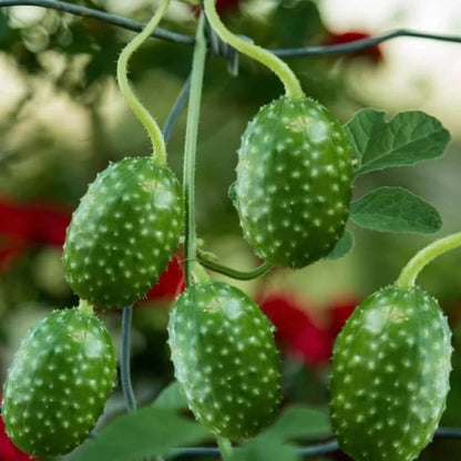 Gherkin West Indian Cucumber Seeds