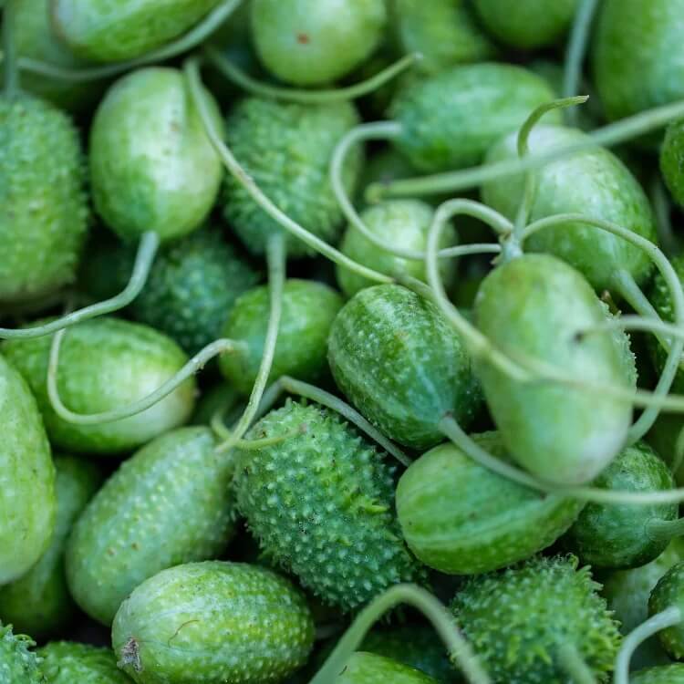 Gherkin West Indian Cucumber Seeds