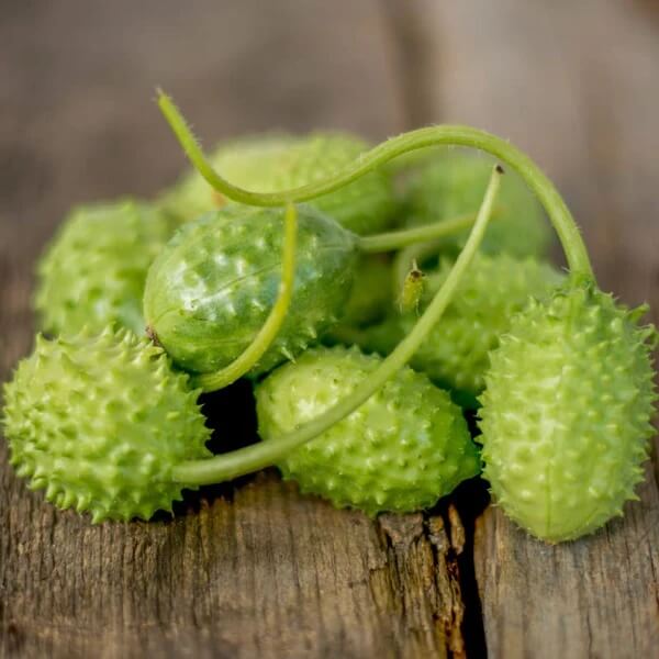 Gherkin West Indian Cucumber Seeds