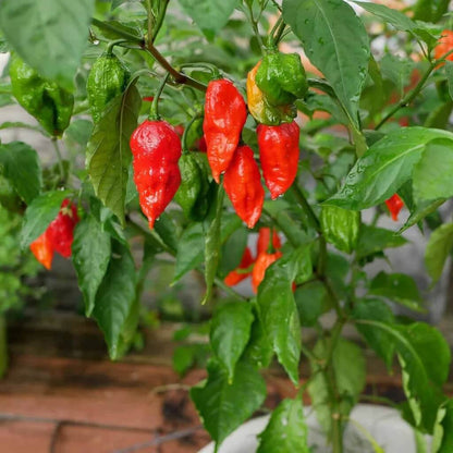 Ghost Pepper Seeds - All In One For Home Gardens