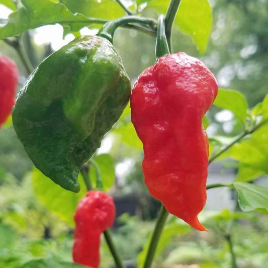 Ghost Pepper Seeds - Vegetable Plant
