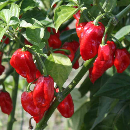 Ghost Pepper Seeds - Vegetable Plant