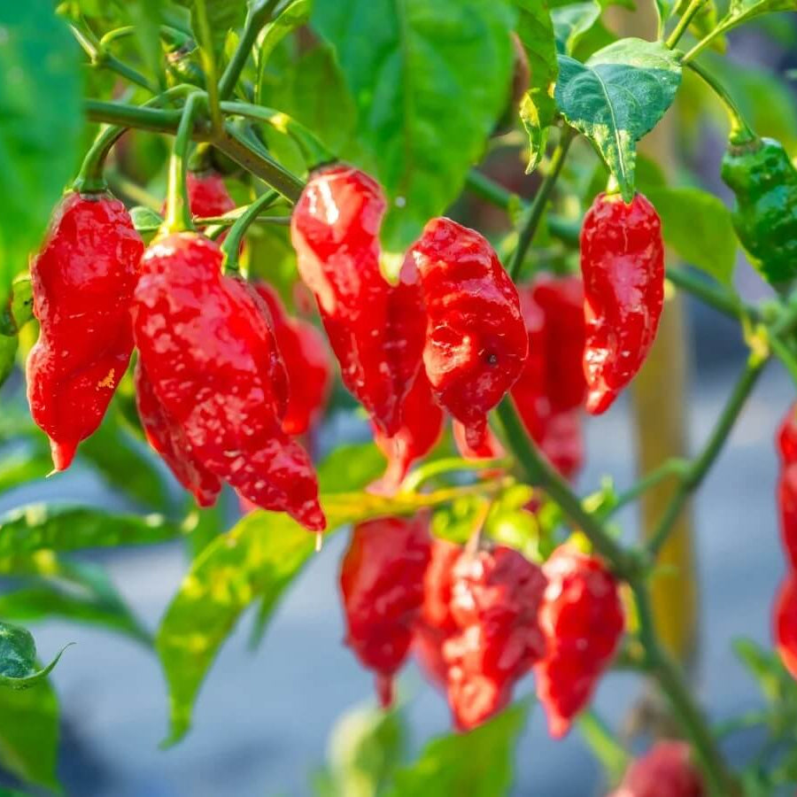 Ghost Pepper Seeds - Vegetable Plant