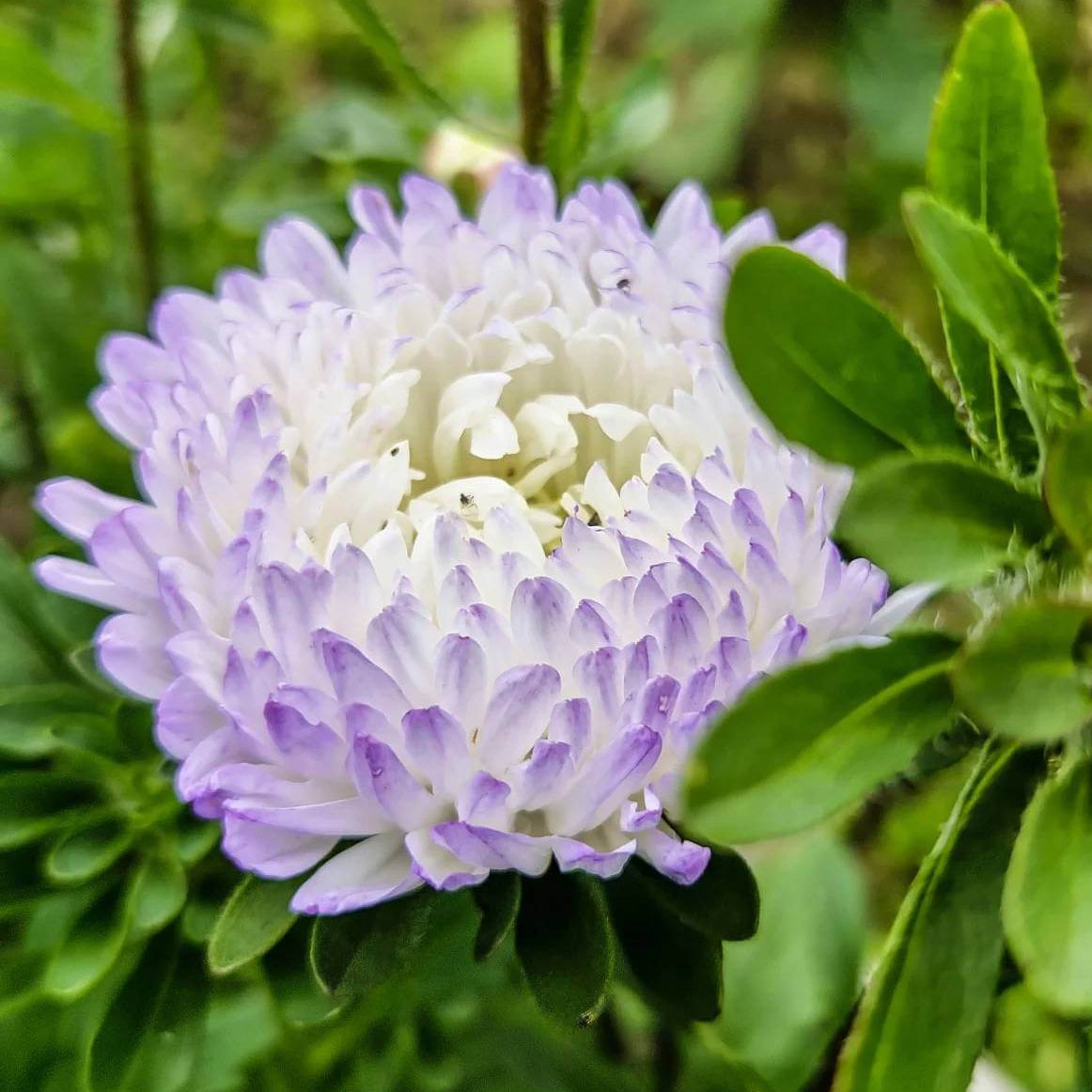Giant Aster Seeds