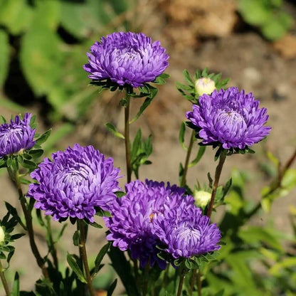 Giant Aster Seeds