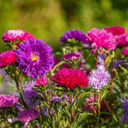 Giant Aster Seeds