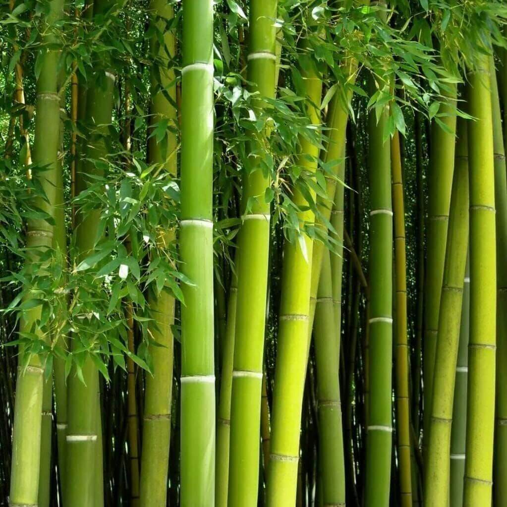 Giant Bamboo Seeds
