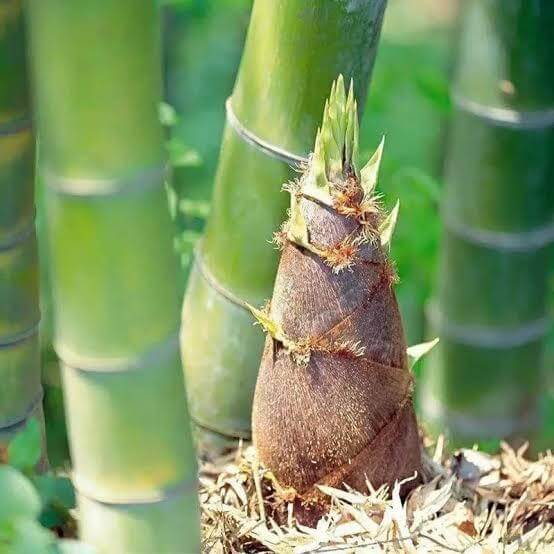 Giant Bamboo Seeds