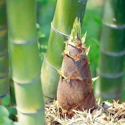 Giant Bamboo Seeds