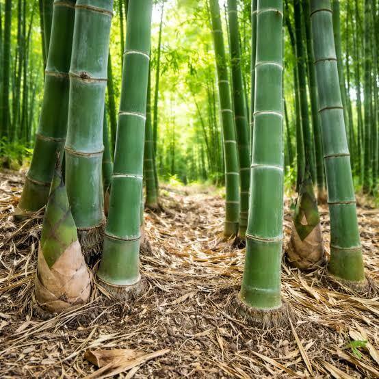 Giant Bamboo Seeds
