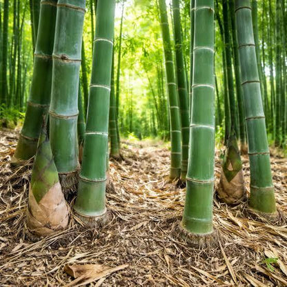 Giant Bamboo Seeds