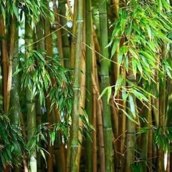 Giant Bamboo Seeds