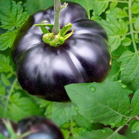 Giant Black Tomato Seeds 