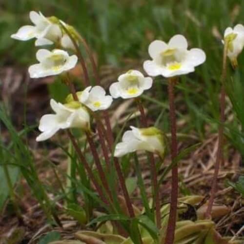 Giant Butterwort Seeds